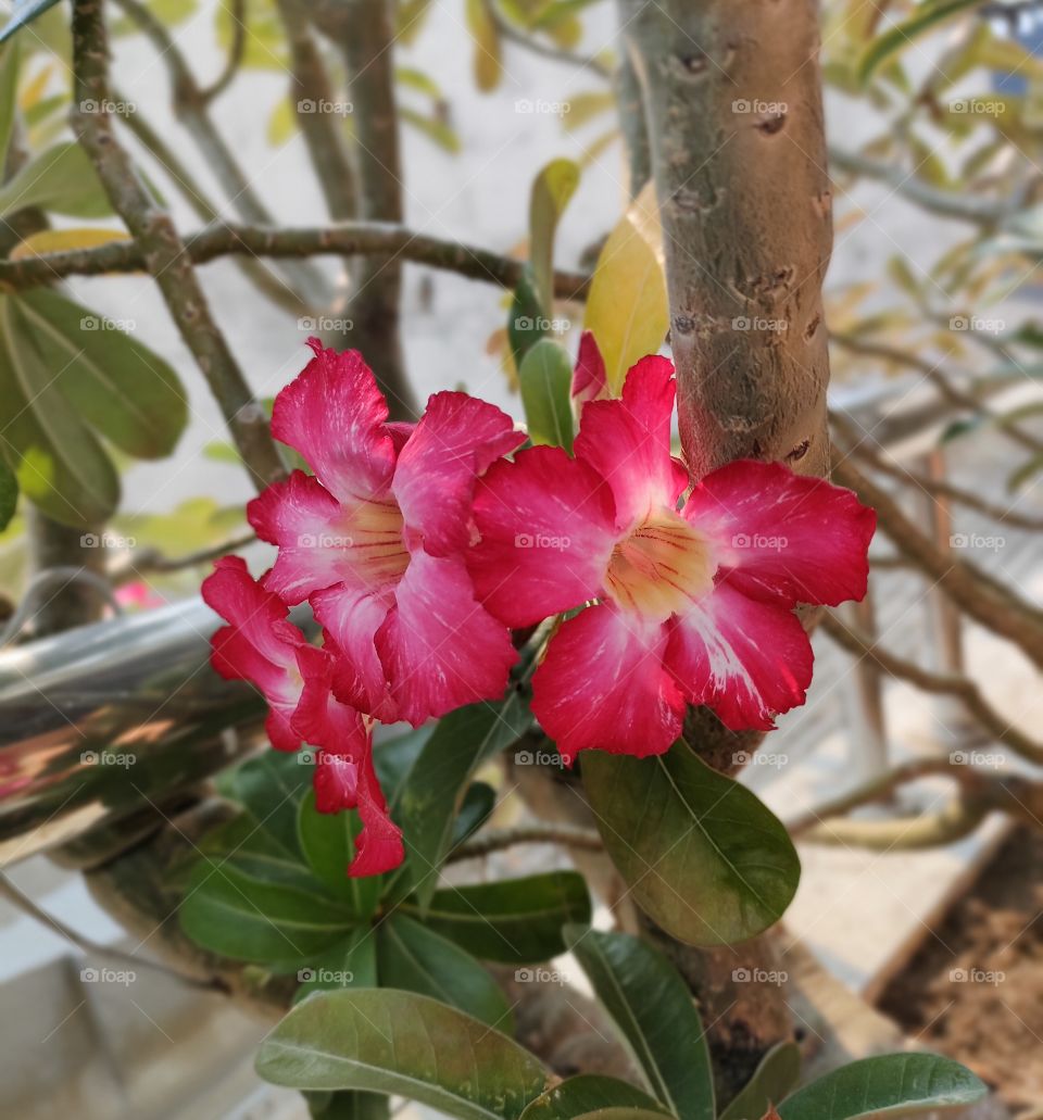 Adenium