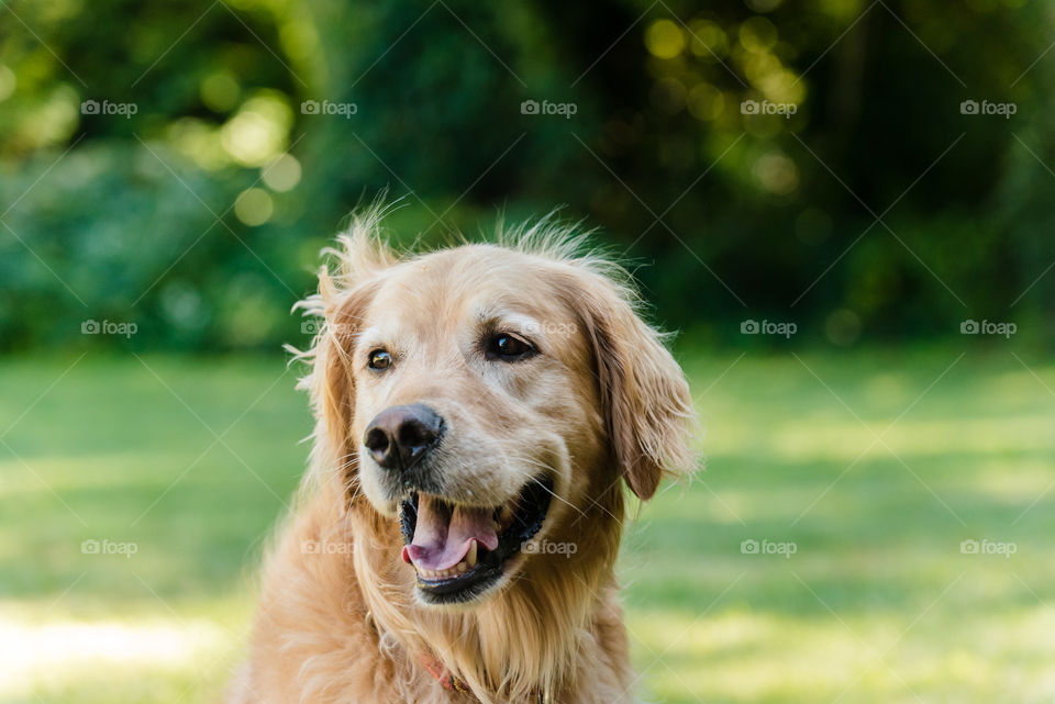 Portrait of golden retriever
