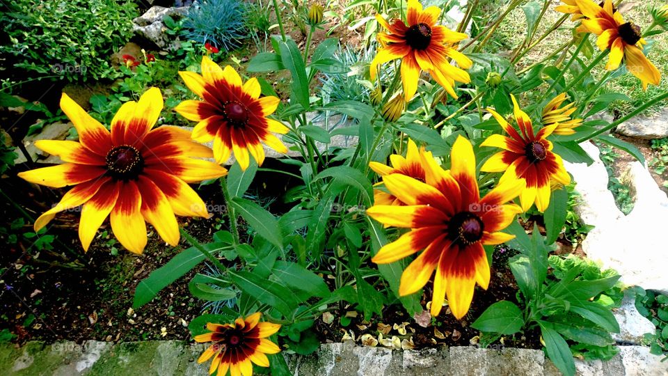 sunflowers in my garden