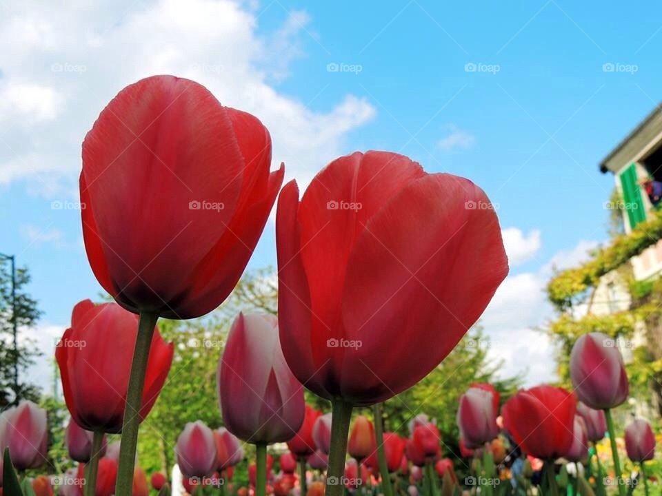 Tulips in the sky