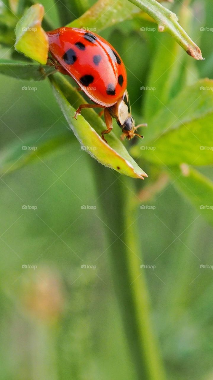ladybug