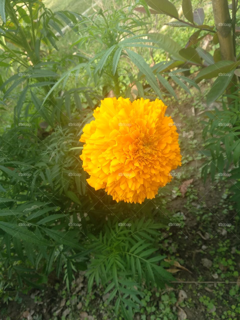 marigold