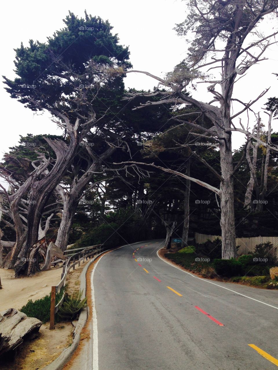 Curve road passing through trees