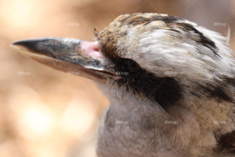A curious kookaburra, staring with wonder at the world around him, perfectly composed and contrasted