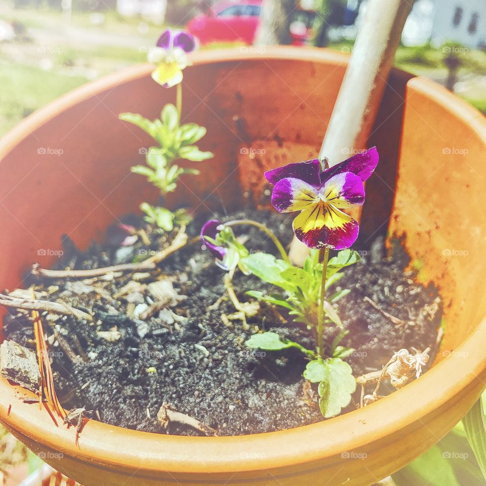 Wild pansies...