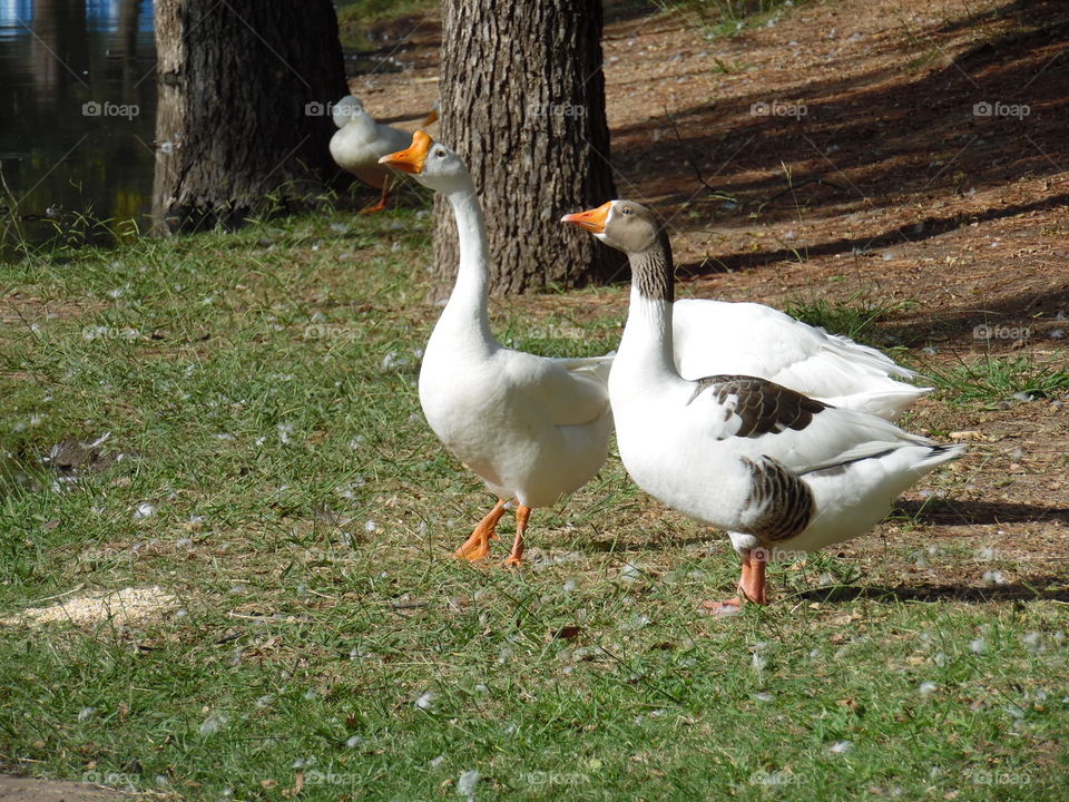 goose is loose 2. This is a picture of some geese that I saw while out enjoying my Saturday morning. 👣 🚶 🏃 🔥 💨