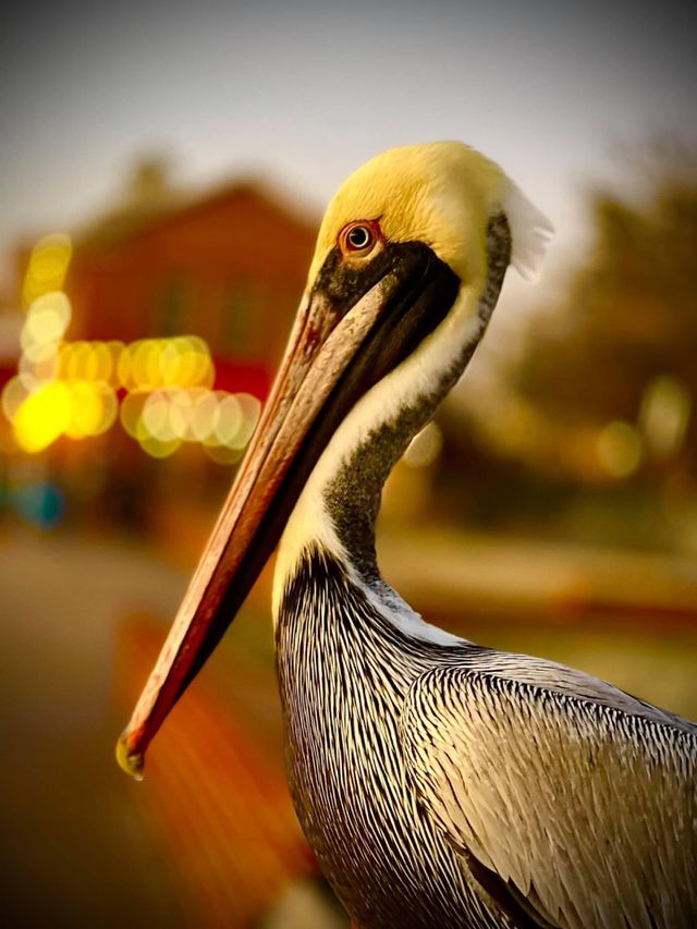 Stork