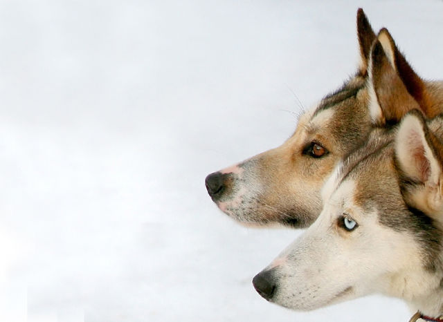 Close-up of two husky dog head