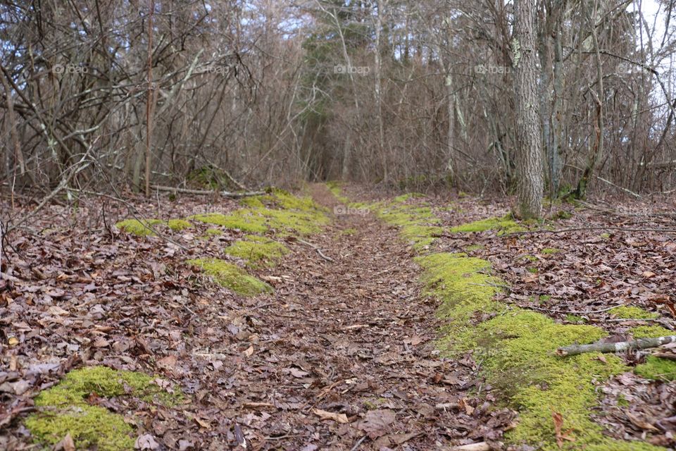 Trail moss 