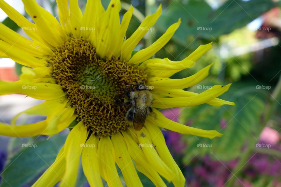 Close-up of honey bee pollinating sunflower flower