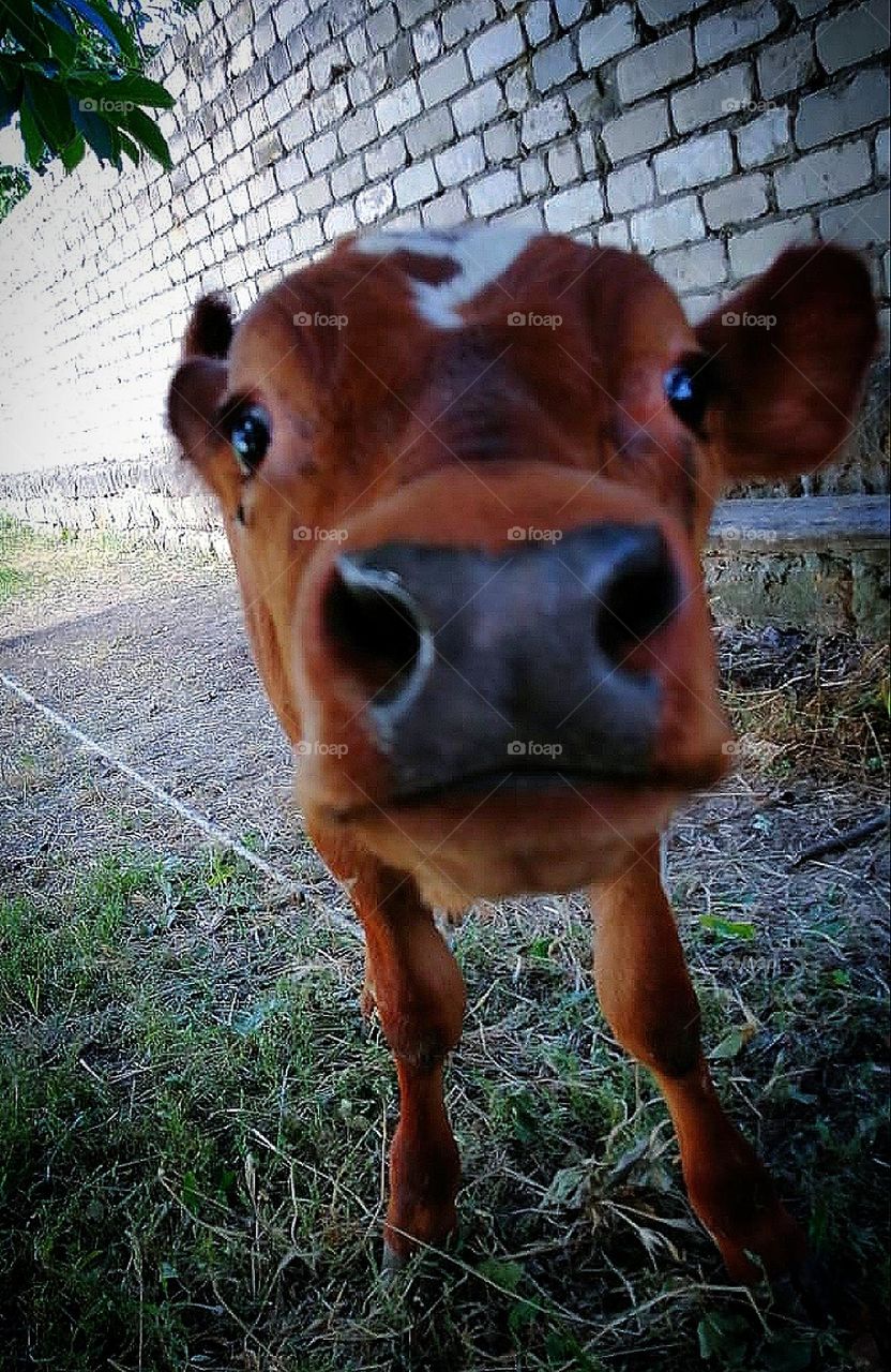 Unusual angle of the photo of a calf. Big head and thin legs