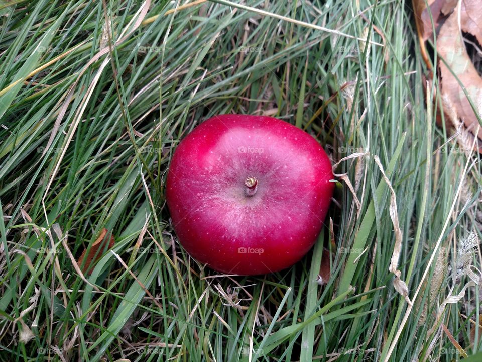 Top down red apple in orchard.