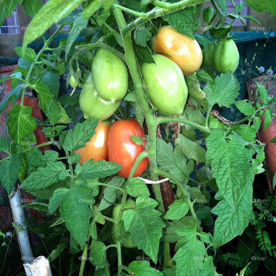 Nosso pé de tomate! Sem adubos, plantado em casa. 
🍅 
#tomate
#orgânico
#natureza