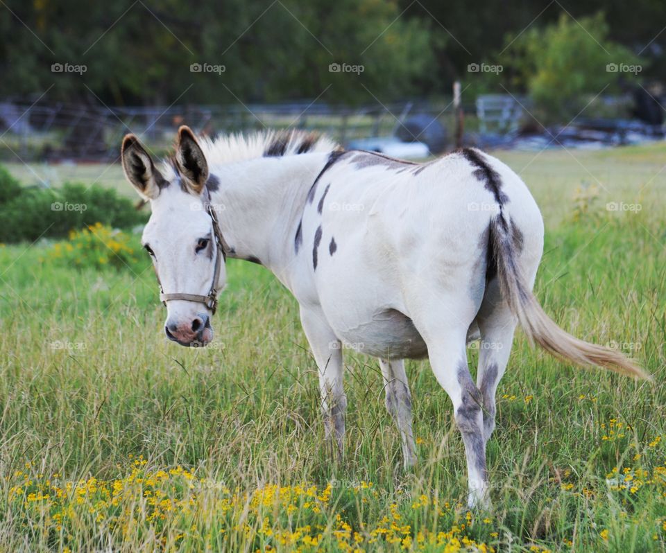 Donkey on the grassy field