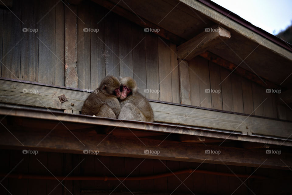 monkeys snuggled up under the roof, Arashiyama, Japan