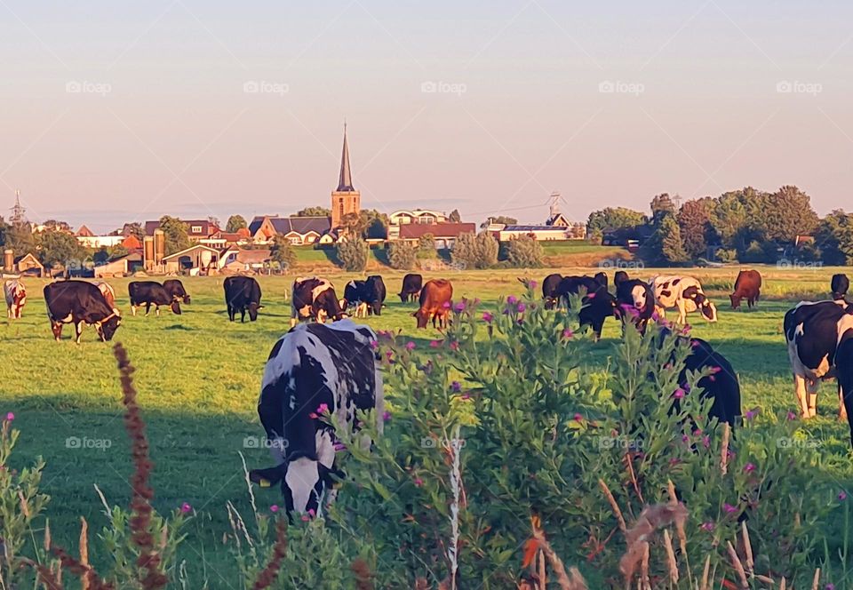 Typical Dutch landscape