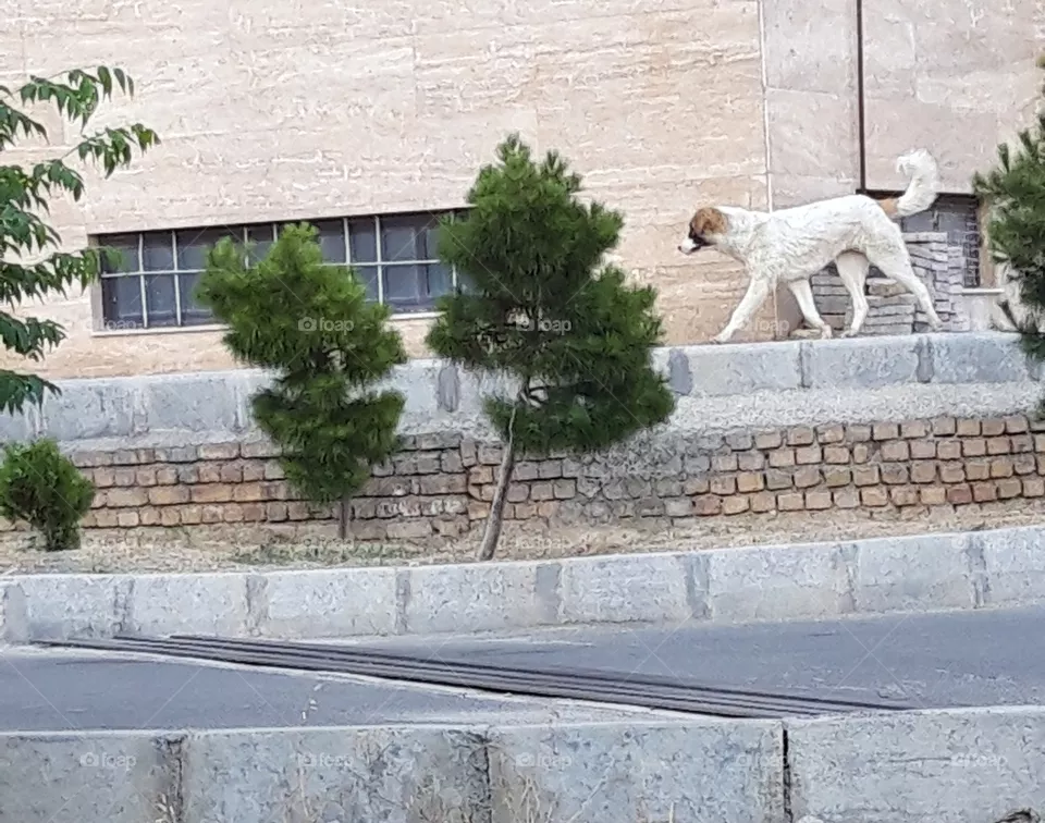 dog