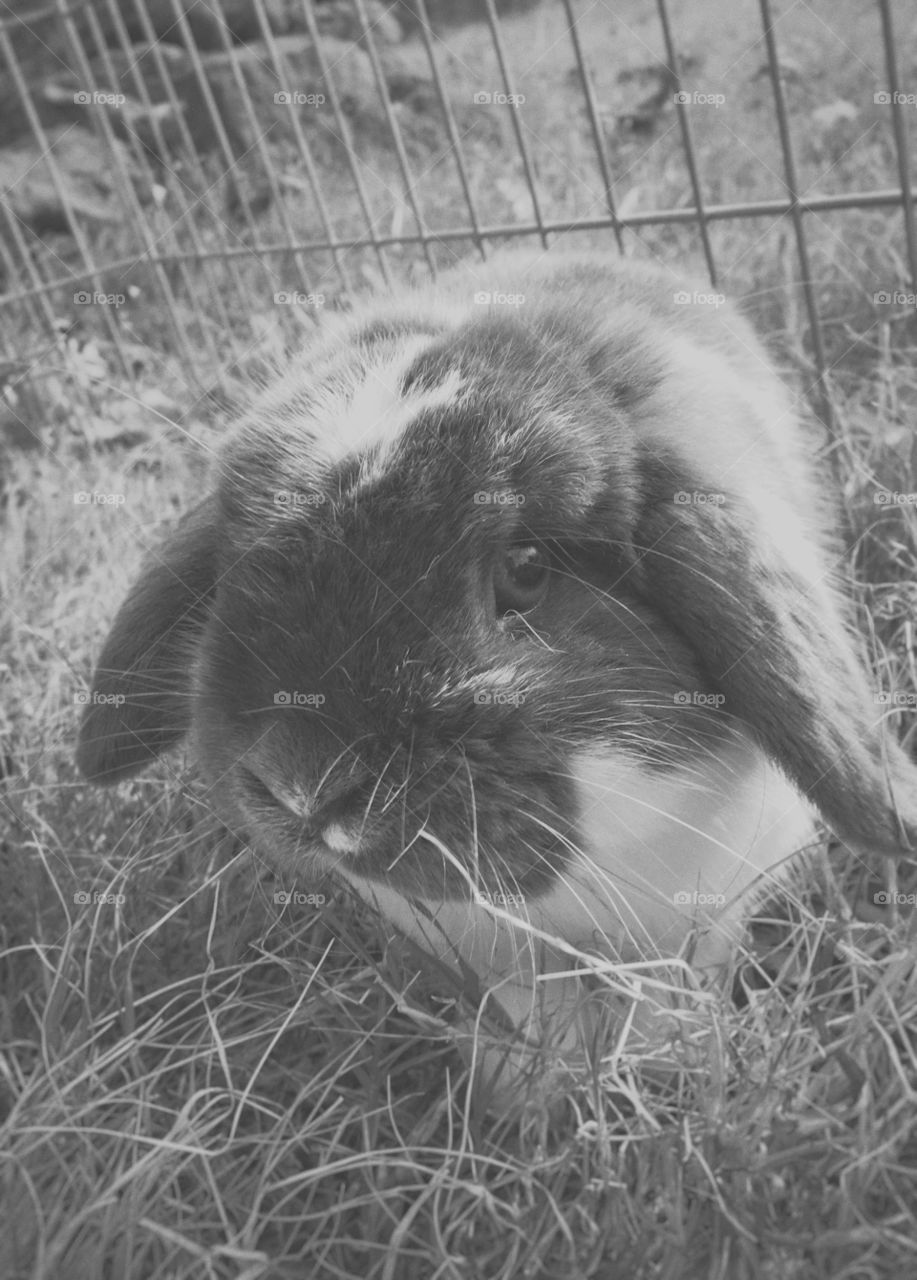 Eugene is a pedigree Holland Lop buck.