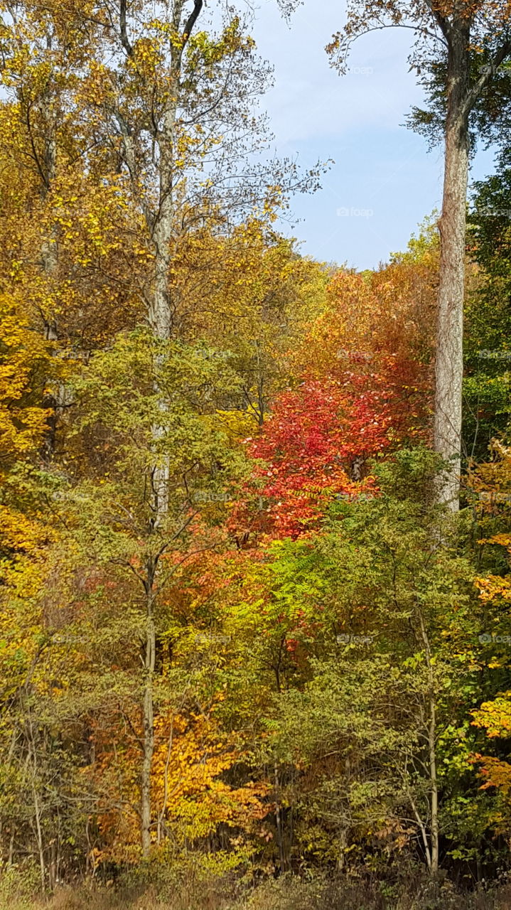 Fall, Leaf, Wood, Nature, Tree