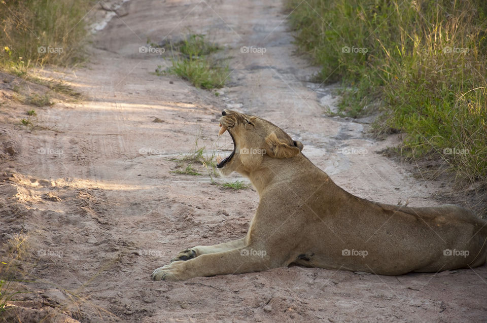 Lioness yawns