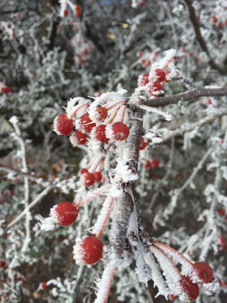 Spring berries with frost