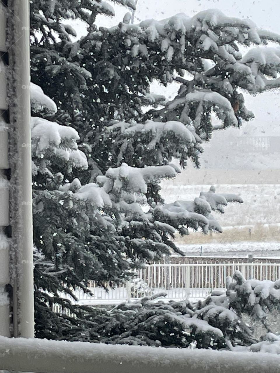 Freshly falling snow on a tree