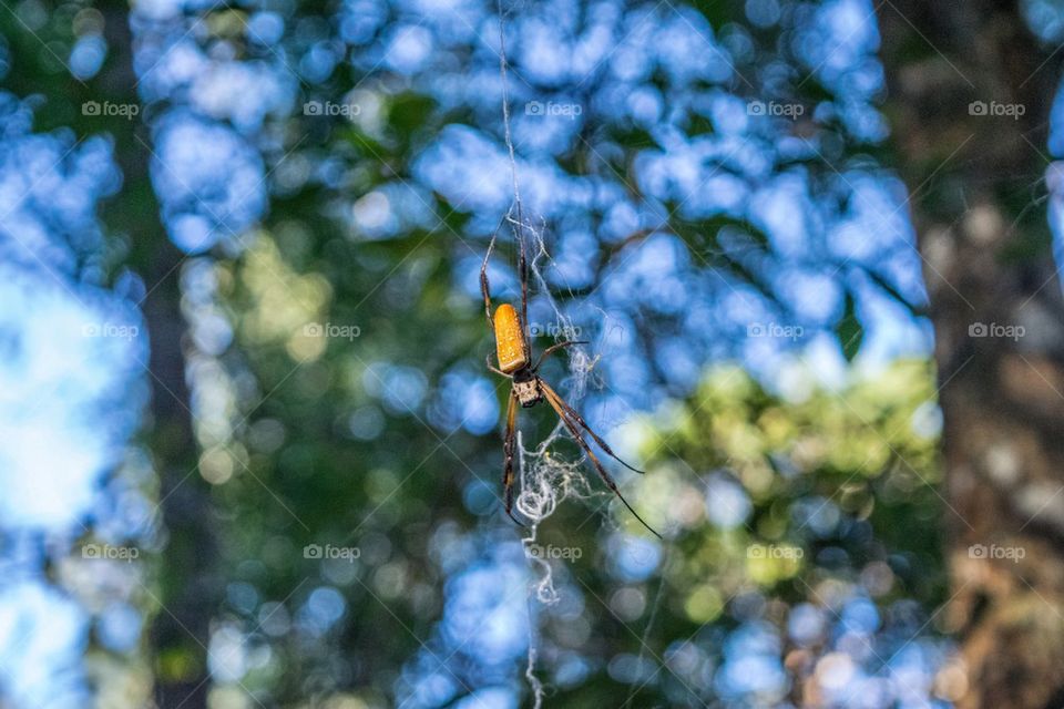 Banana Spider 