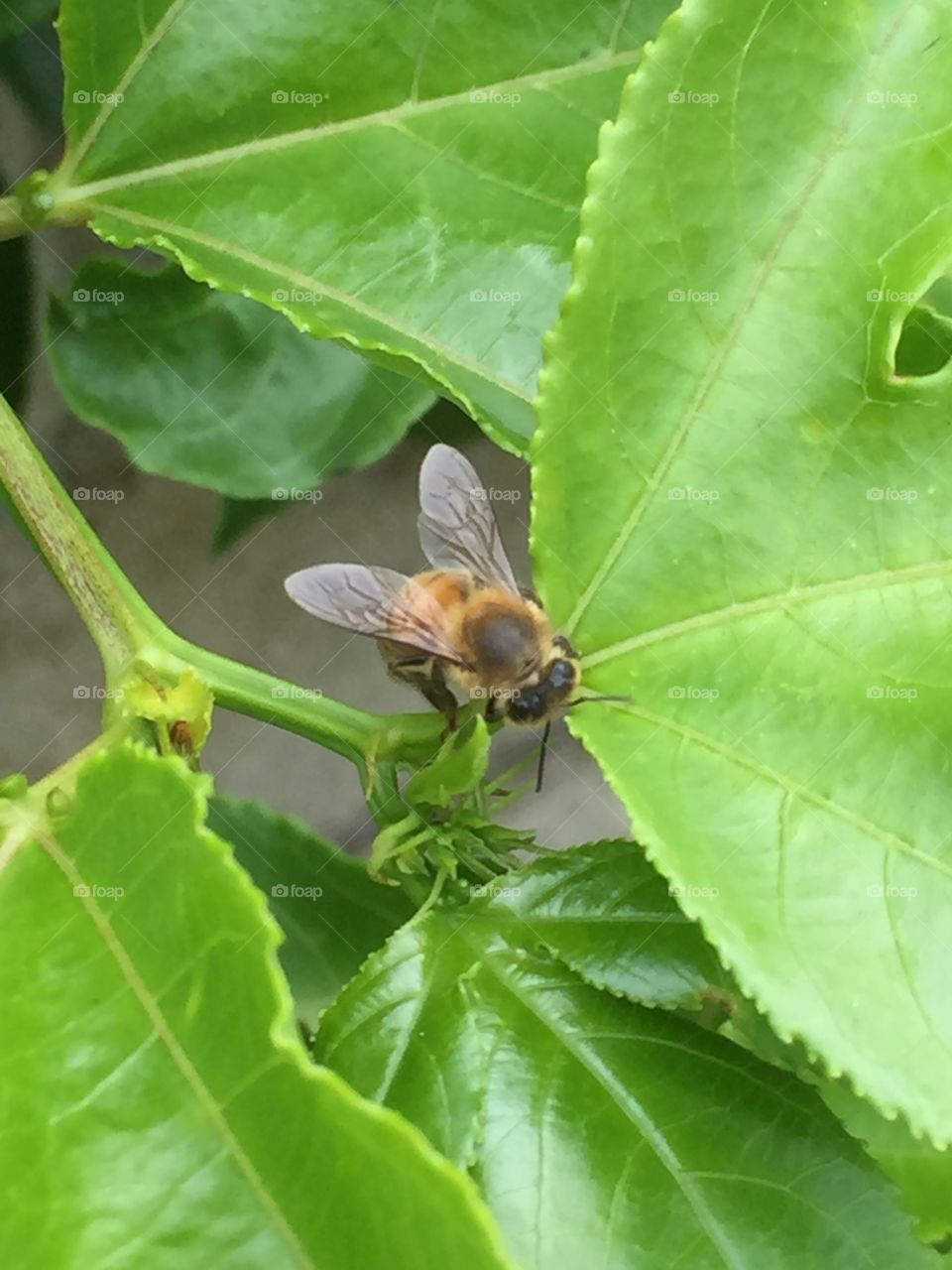 A bee with hope to find some flowers before fall comes.