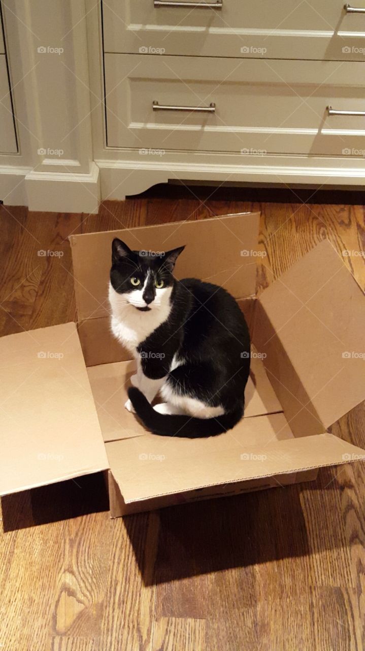 Cat, Furniture, Indoors, Room, Container