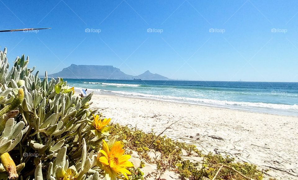 Cape Town beaches - a view of table mountain through the fynbos growing wild on the dunes
