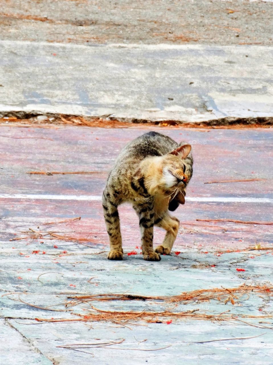 Cat scratching its head