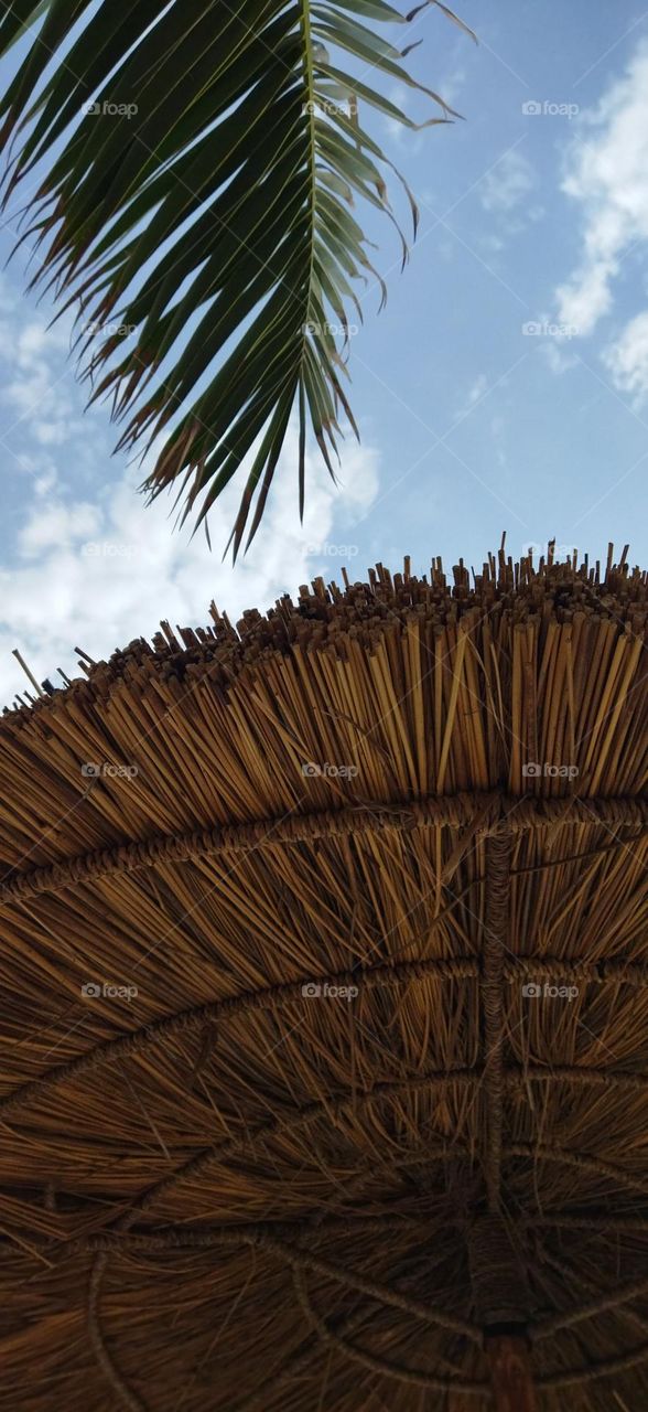 beautiful leaves of a palm tree and view to sky.