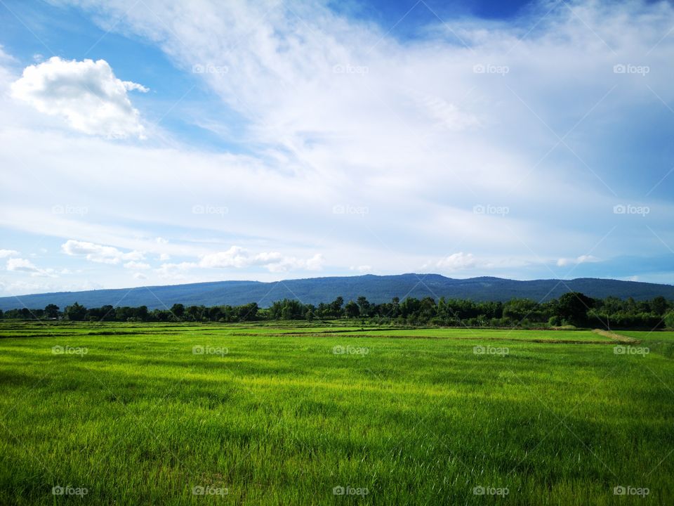 Green rice field with mountain and cloudy sky. Landscape