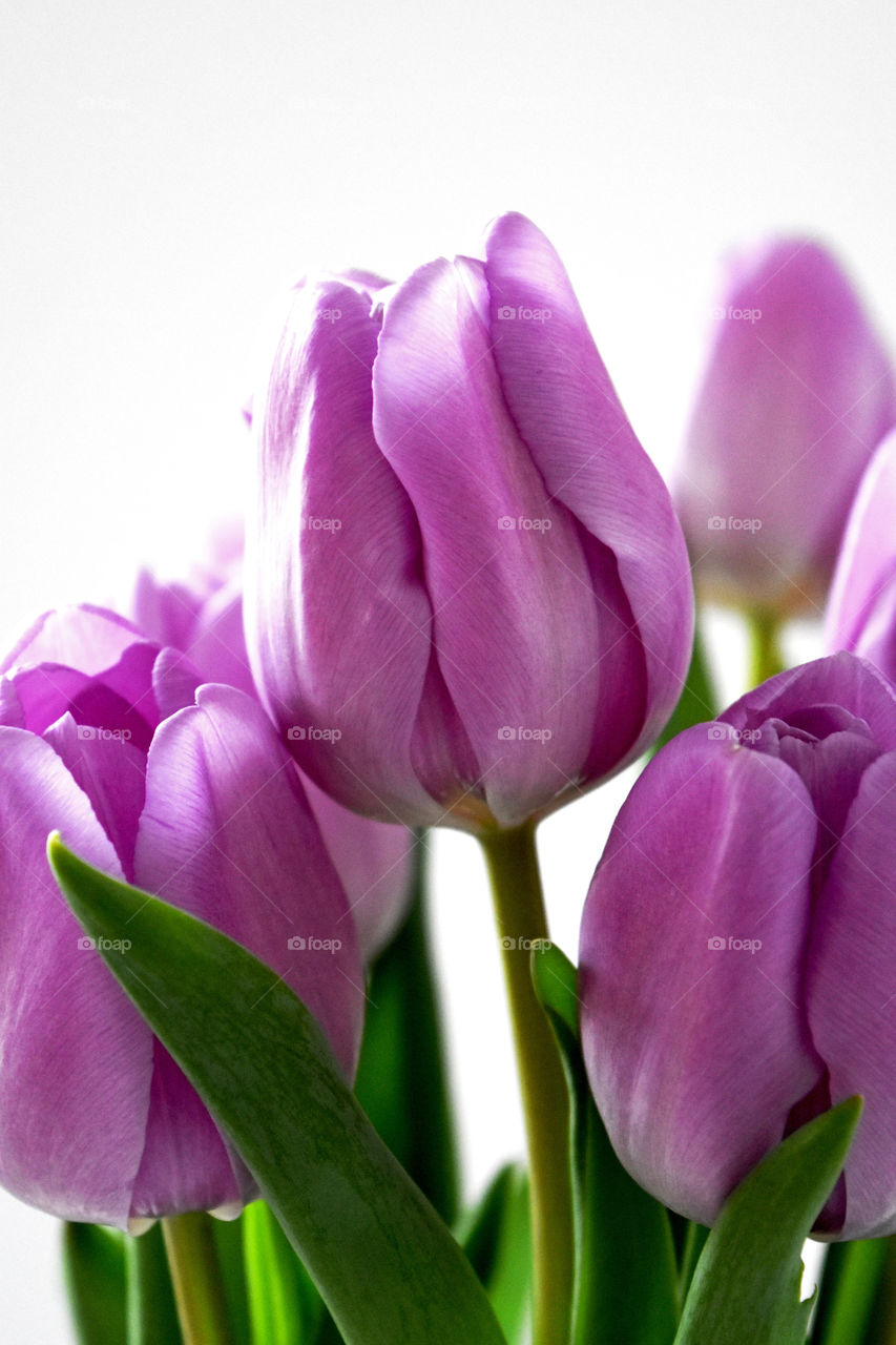 Pink tulip flowers blooming in springtime