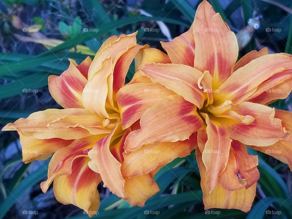 Tiger Lilly flowers