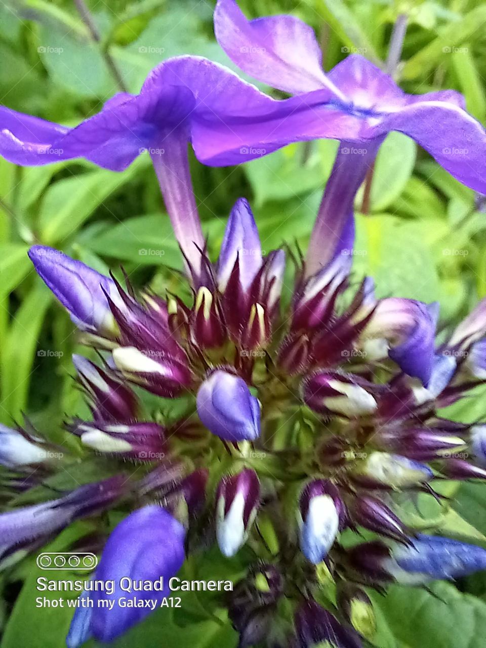 the bunched up buds waiting to show off