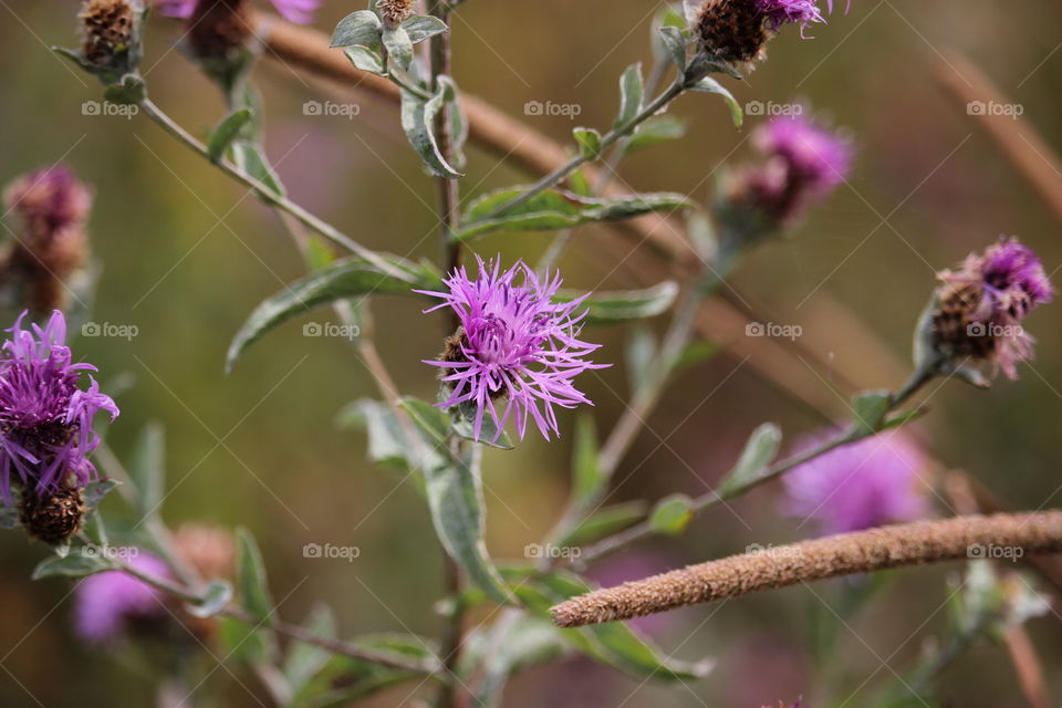 Purple and green 