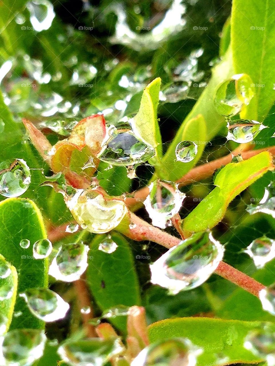 Macro water droplets on a web