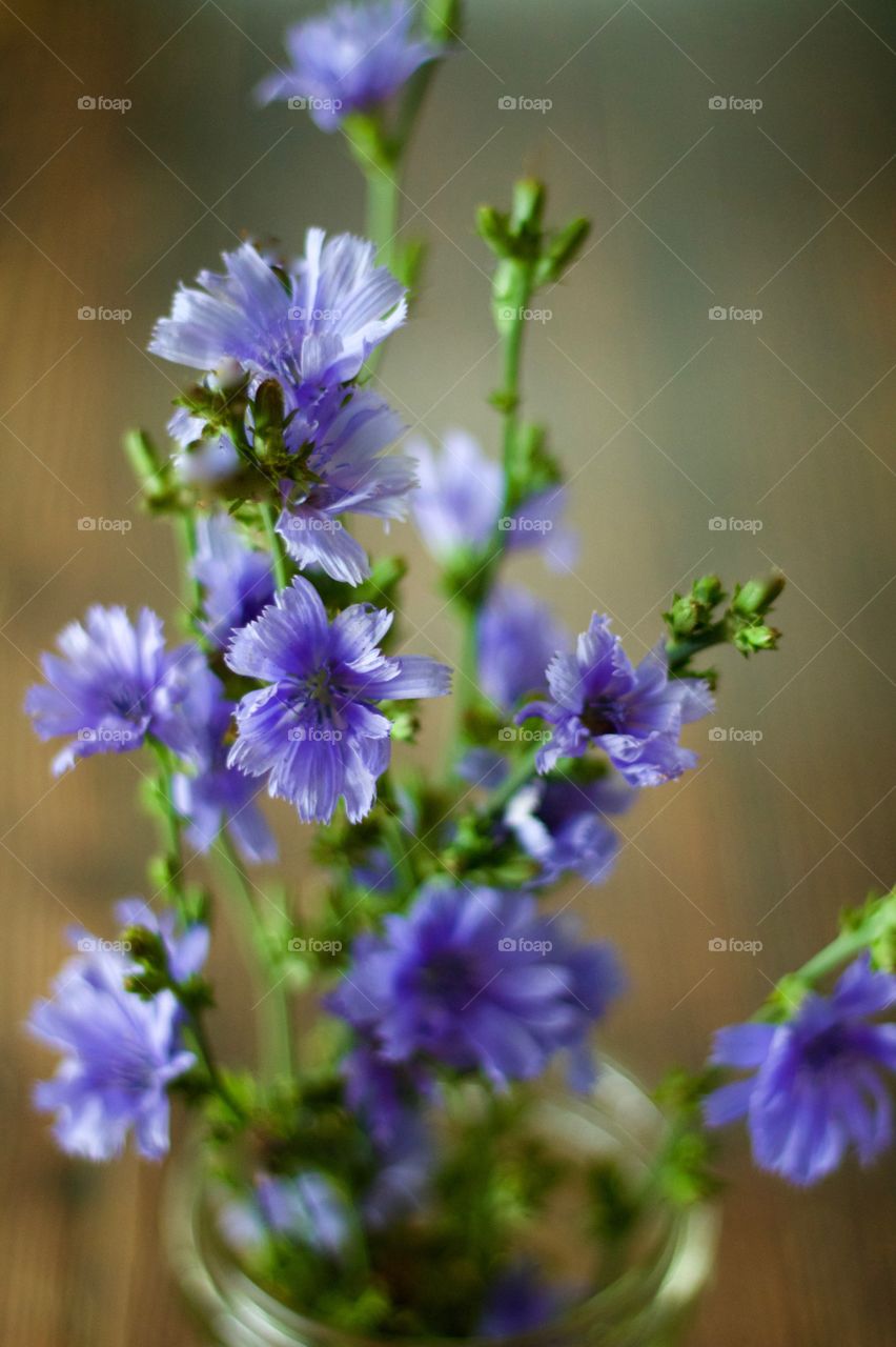 Isolated view of purplish-blue wildflowers, chicory, in natural light