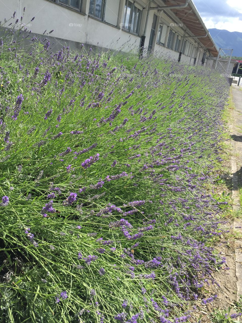 Lavander
