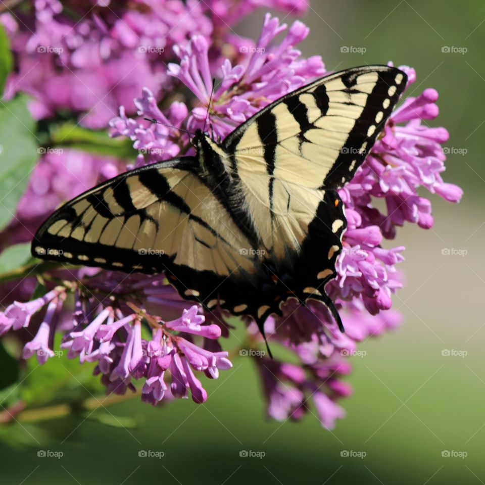 Eastern swallowtail butterfly