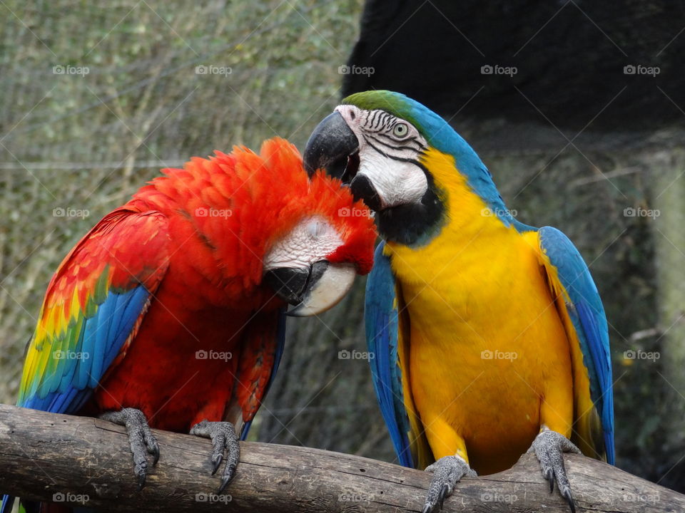 Colorful Birds