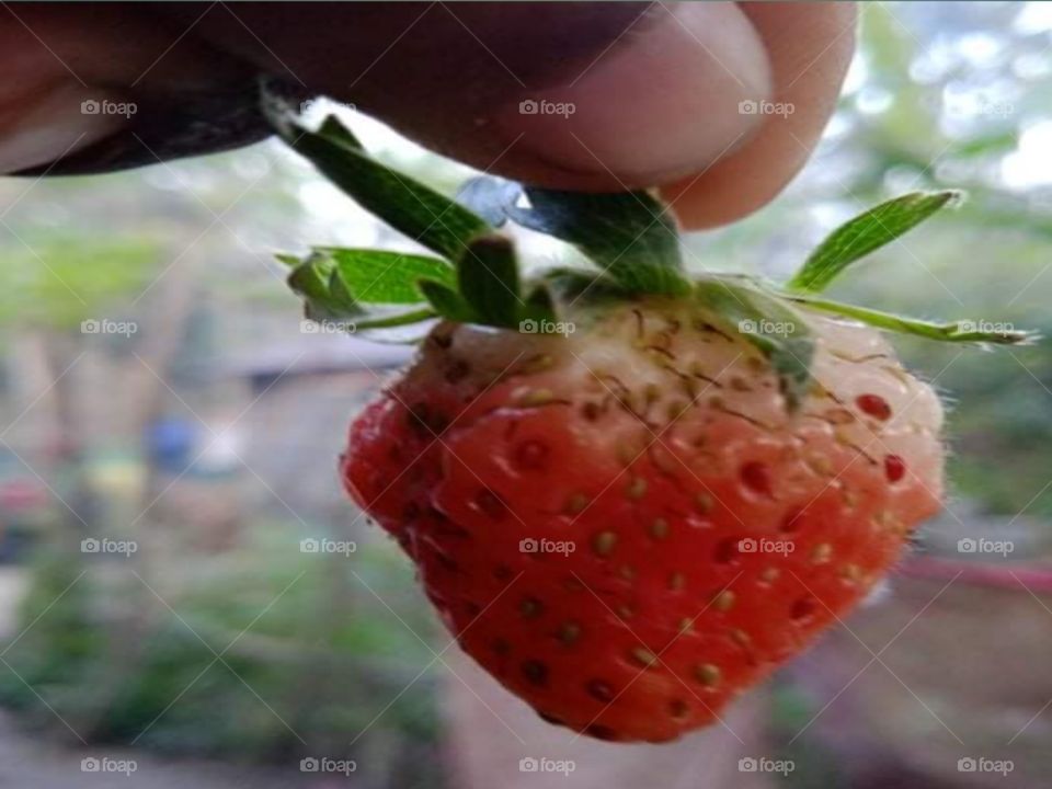 Strawberry picture