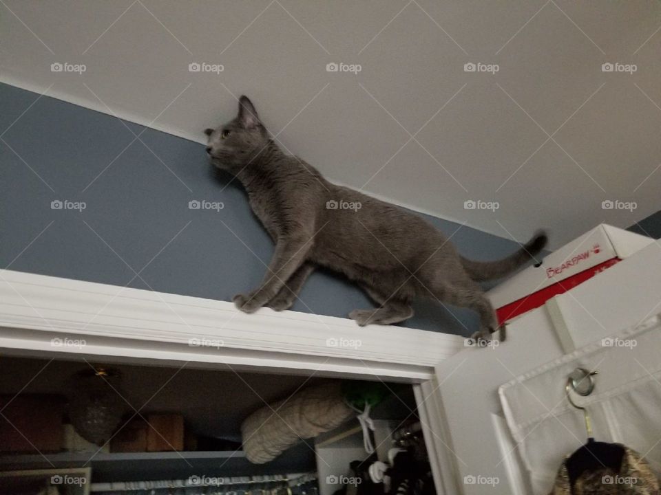 An adventurous cat climbing up the door of the bedroom closet.