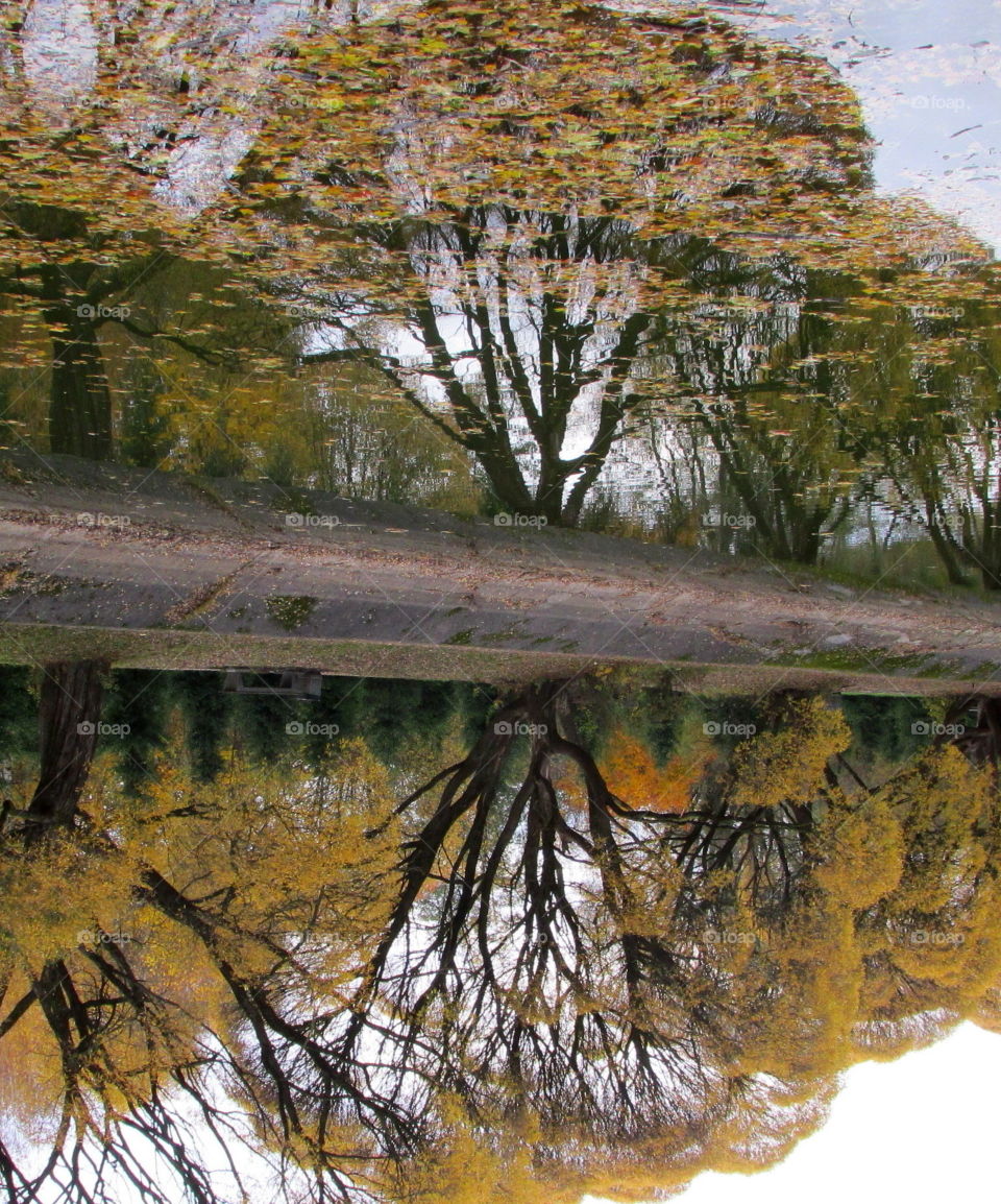 reflection of a tree in the water