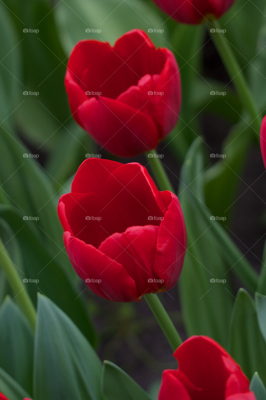 green spring flowers flower by KathOnEarth