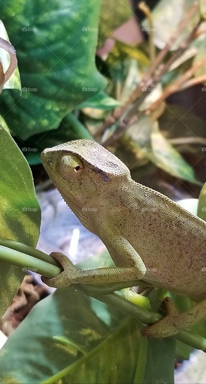 Chameleon keeping one eye on the photographer .