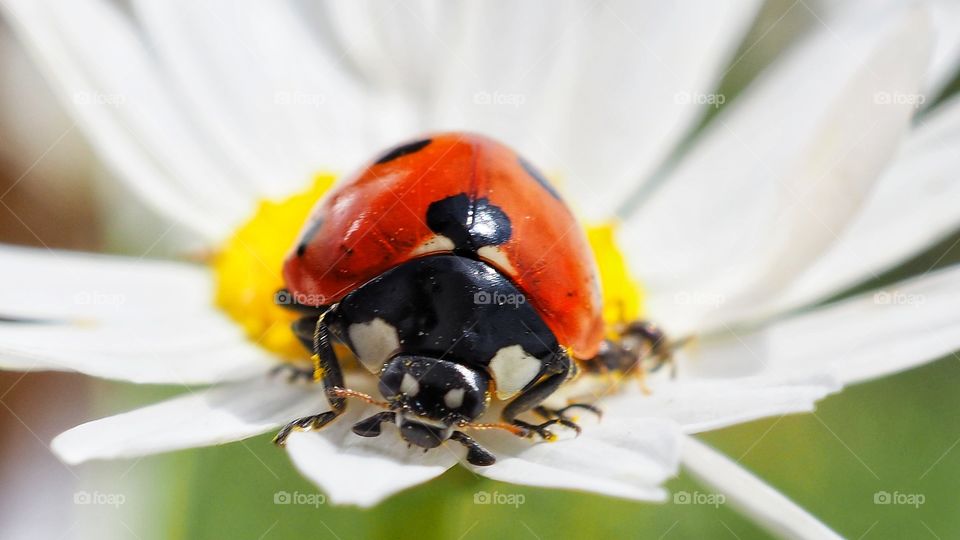 ladybug