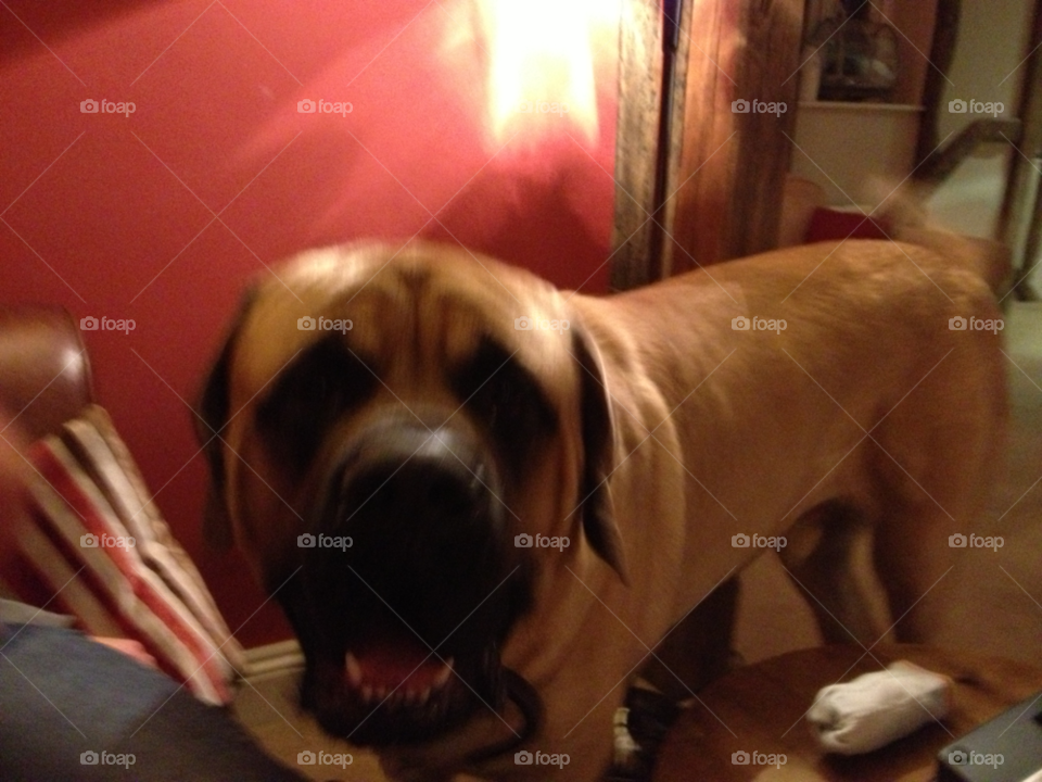 cooper drool english mastiff massive dog by jorussell888