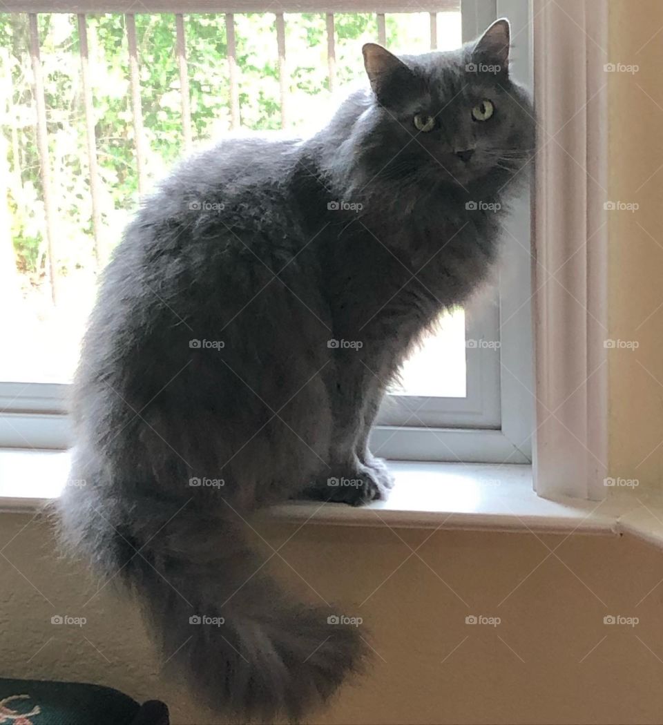 Cat in window 